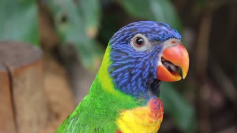 Rainbow Lorikeet