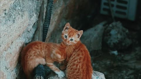 2 CUTE CATS 2160 P SHORT CLIP