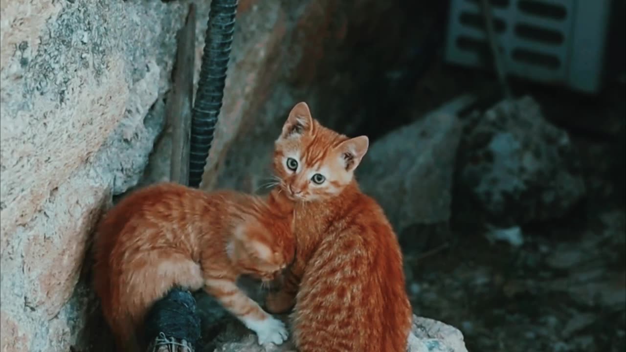 2 CUTE CATS 2160 P SHORT CLIP