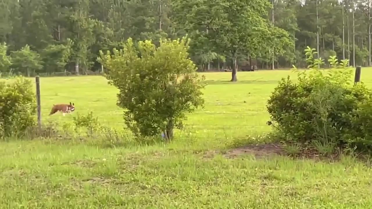 Boxer Gets Zoomies With Neighbor's Horse