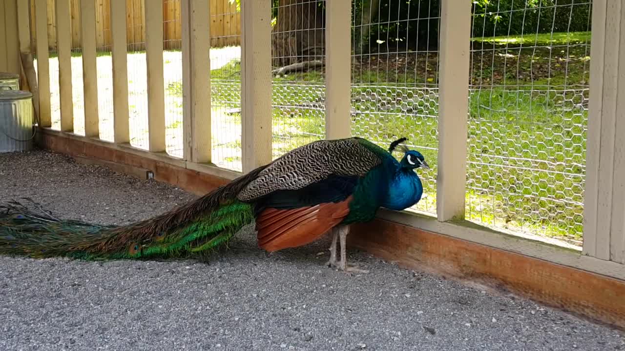 A most beautiful Peacock seen in the house