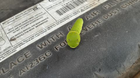 Just an angry little worm friend 🐛