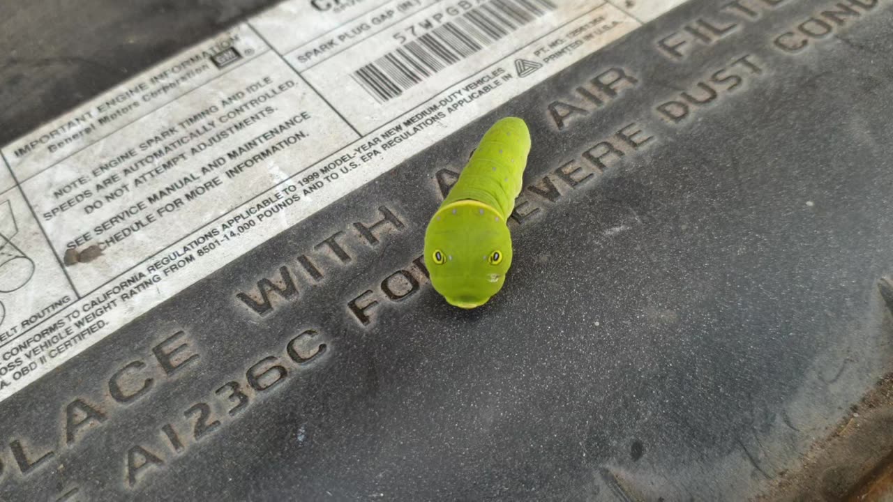 Just an angry little worm friend 🐛