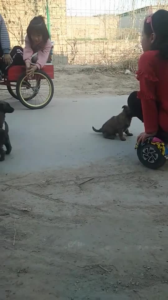 Children puppies play