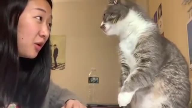 Girl's cat smacks her in the face when she tried to talk to him.!