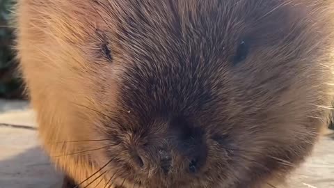 American Beaver ASMR