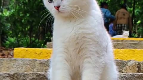 A pair of smart big eyes embedded in the round face