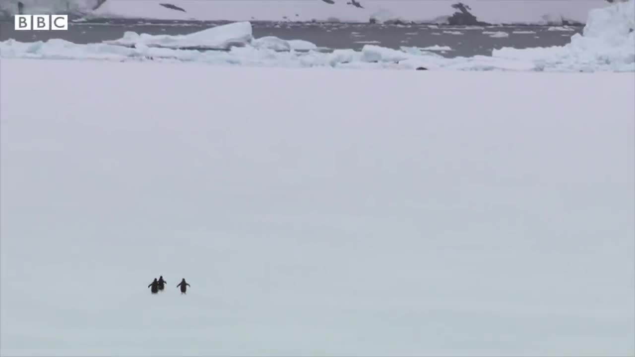 Invasive species 'hitchhiking' on ships to Antarctica