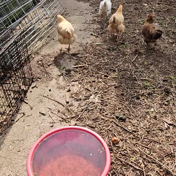 OMC! Little flock of Orpingtons and two Eastereggers! #chickens #orpington #flock #shorts