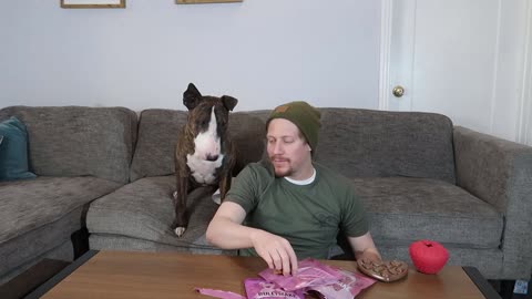 BullyMake Unboxing With English My Bull Terrier