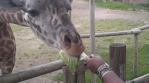 Feeding At To The Zoo