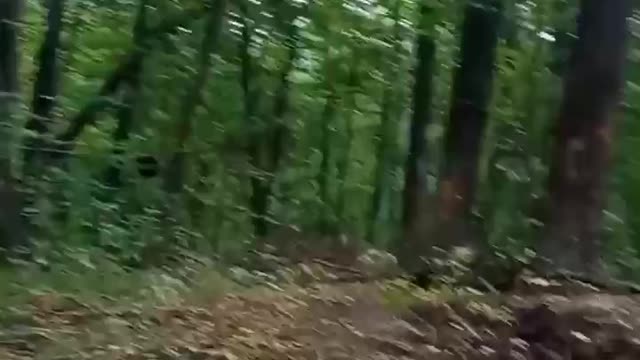 The fighters say that these are the usual forest sounds this summer.