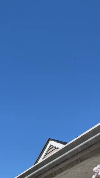 This bird sparkles in the sun