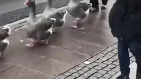 Duck Parade