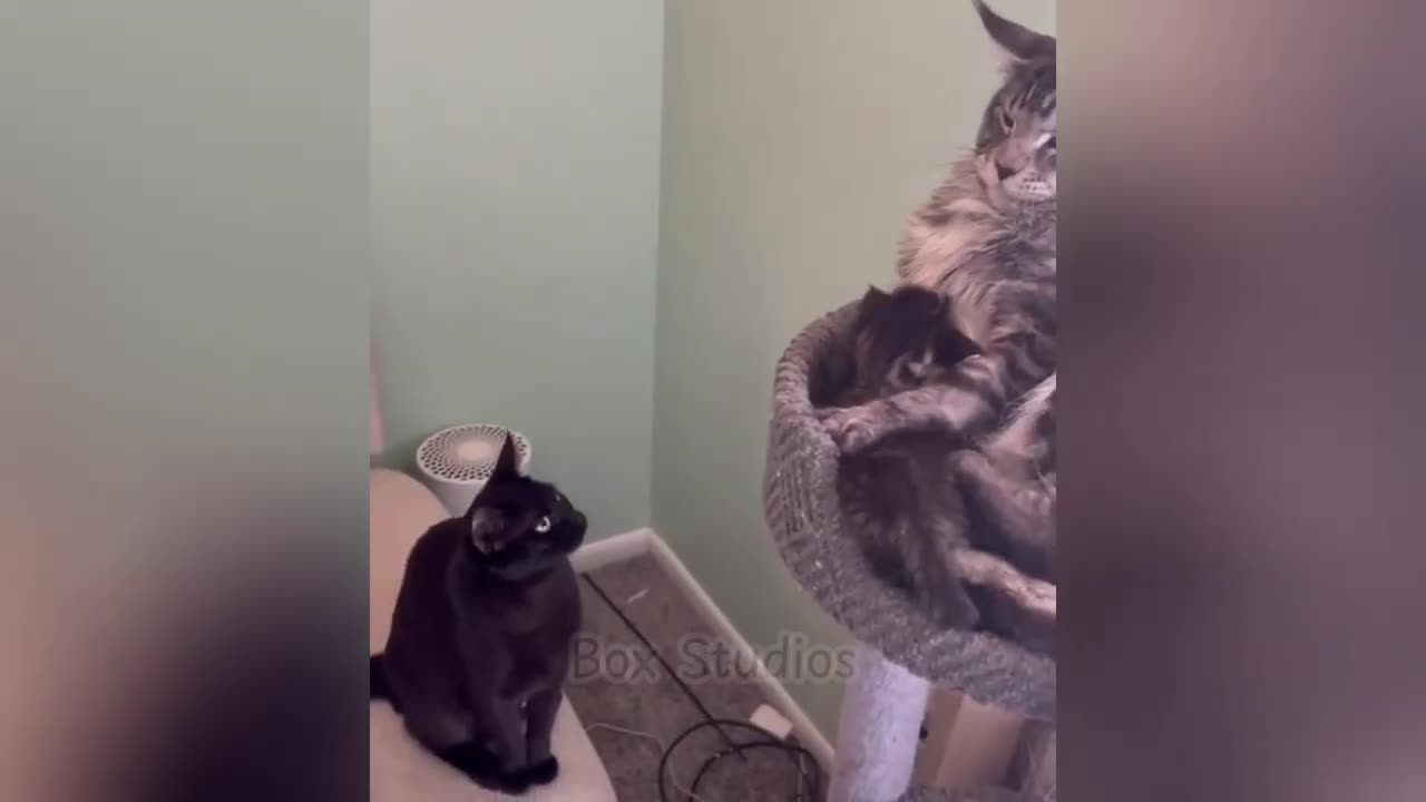 Funny animal video 2024