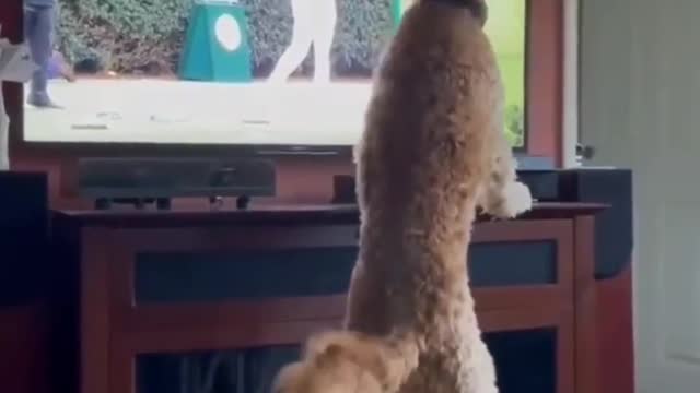 The Dog got confused. Where did the ball go?🤣