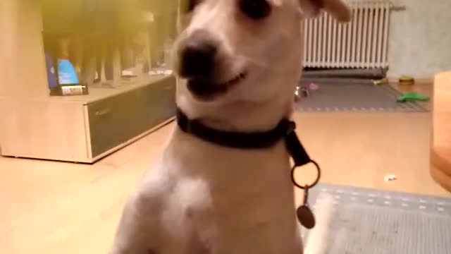 Cute white Dog plays with squeaky Toy