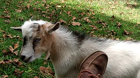 Goats in the yard