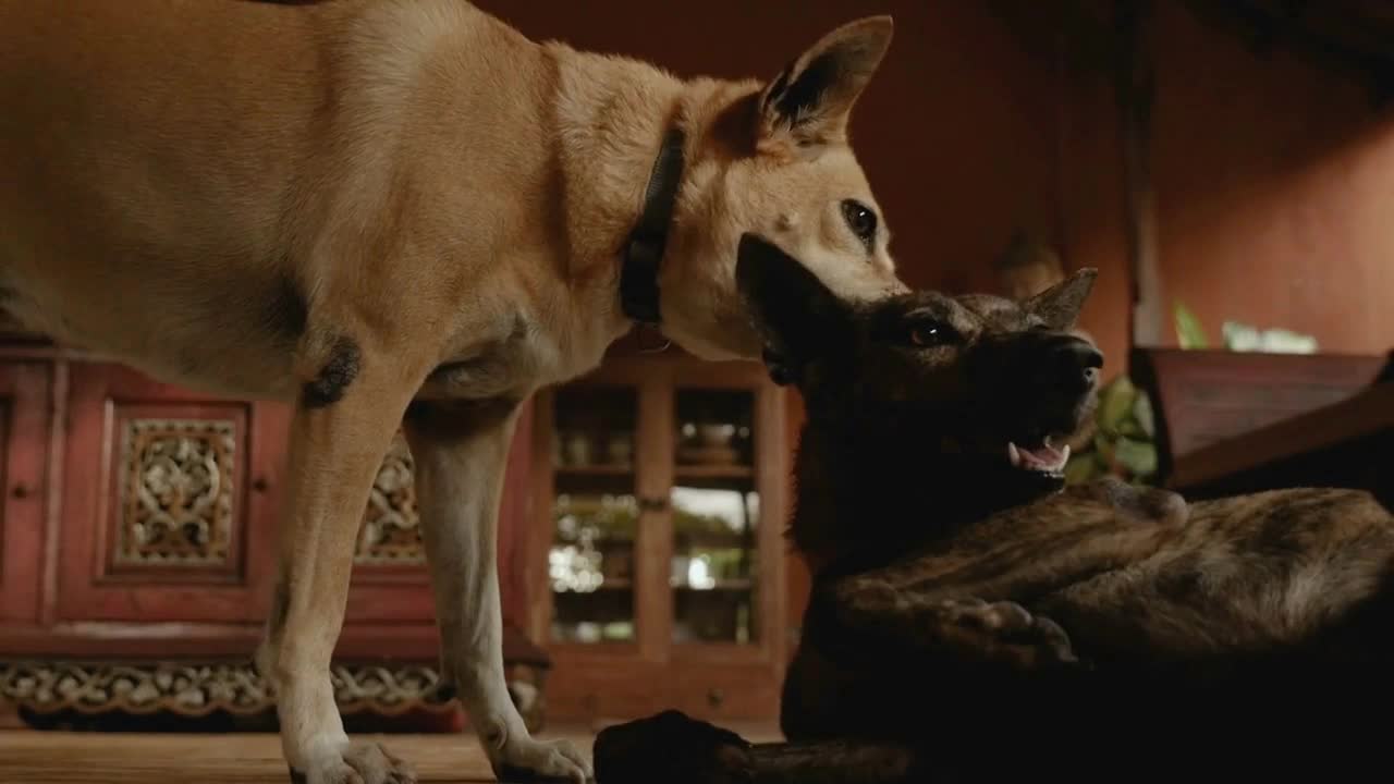 A hot panting dog looking towards the camera with another dog playing with her in slow motion