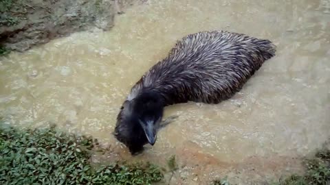 Hope the emu loves her puddle