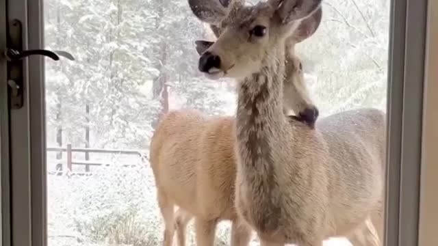 Deer 🦌 need food