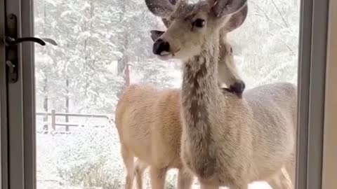 Deer 🦌 need food