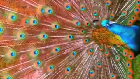 Beautiful and lovely Peacock