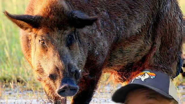 Feral pigs rub against utility poles