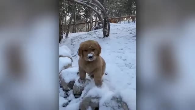 Funny Dog Video