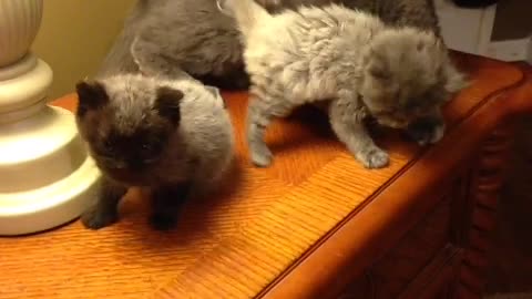 Collab copyright protection - cat knocks kitten off desk