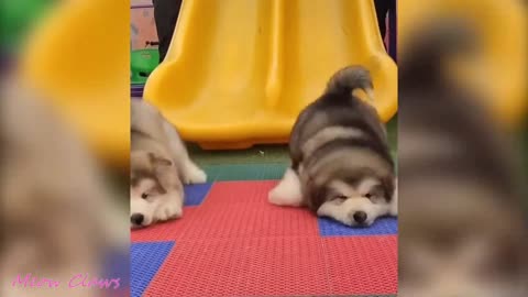Beautiful moments of dogs, they will make the day brighter!!!