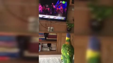 DANCING PARROT Bird like to sing & dance