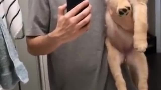 Watch this Puppy Grow! Cutest Goldens
