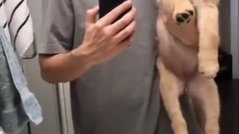 Watch this Puppy Grow! Cutest Goldens