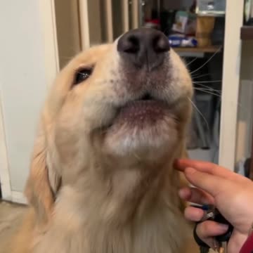 Funny moments with my dog #54