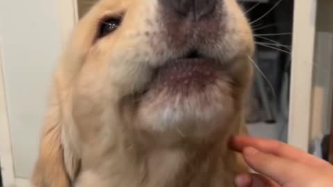 Funny moments with my dog #54