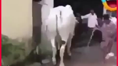 Goat funny video, goat attached on man