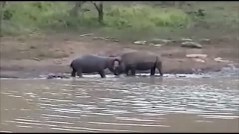 Power of Crazy Hippo - wide mouth Hippo bites everything it sees-17