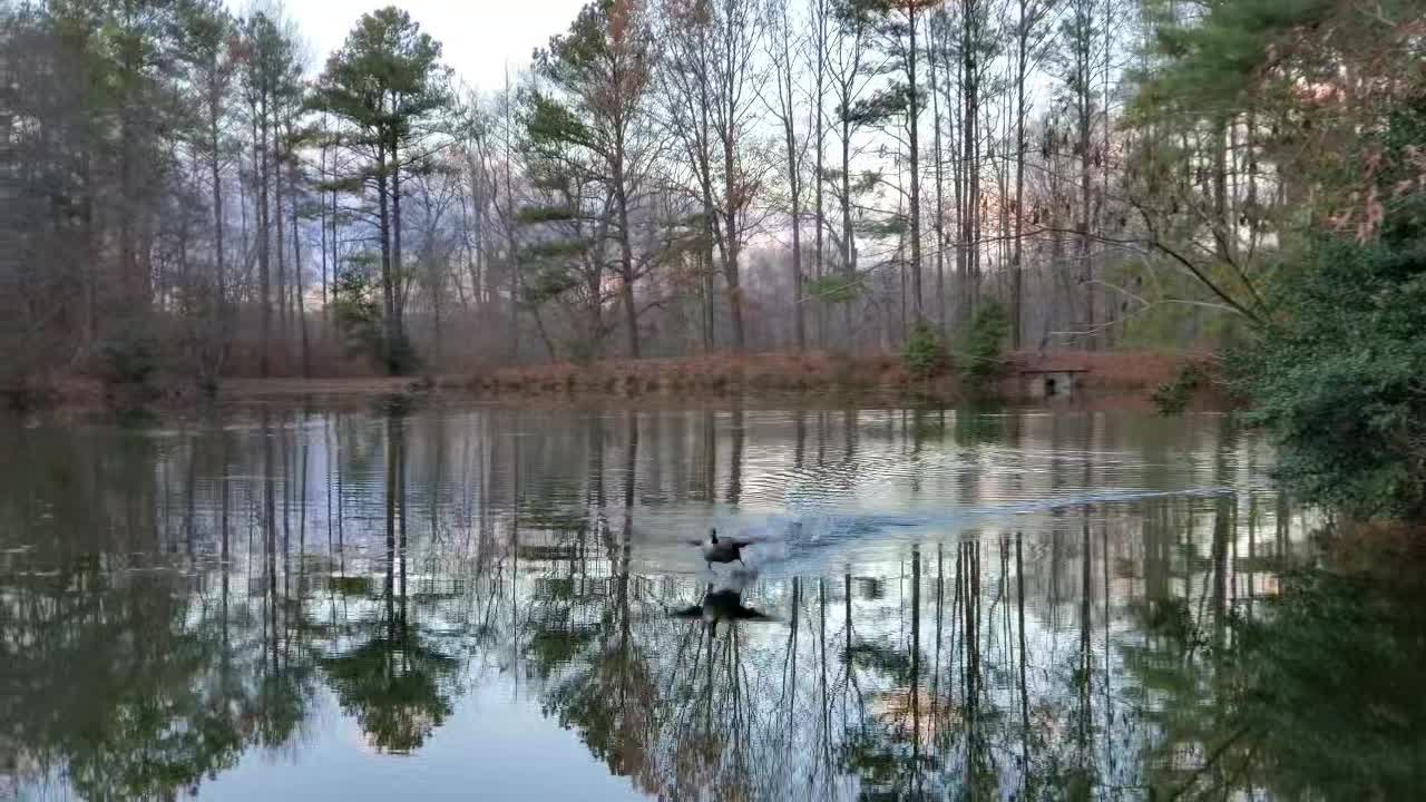 Goose Orphaned Rehabilitated and Learns to Be a Goose