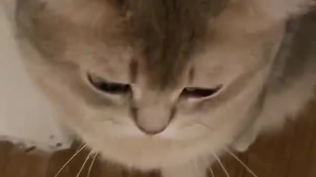 This is not an ordinary cat🐈, He knows what I say and how I feel. Cute cat video