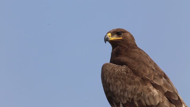 A hawk bird of prey has great prestige