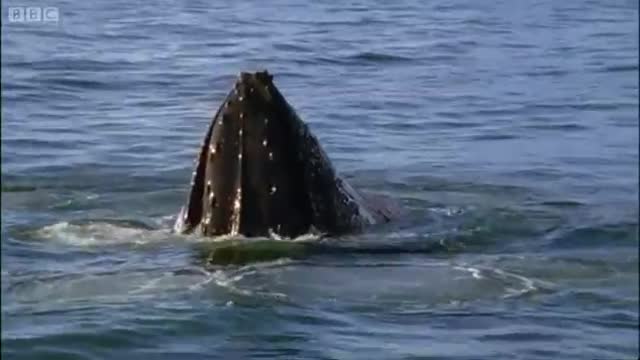 Whales Hunting Krill | Planet Earth | BBC Earth