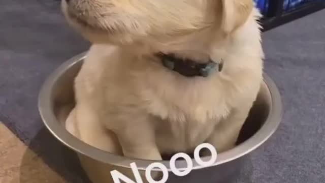 dog fun