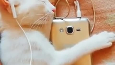 Cut cat Enjoy Music