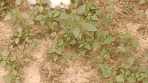 Kittens playing so funny videos | cute funny kittens