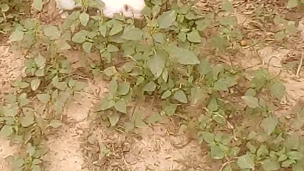 Kittens playing so funny videos | cute funny kittens