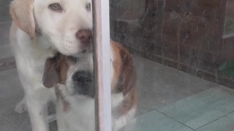 Two dogs are begging me to open the door, and the cat watches it.