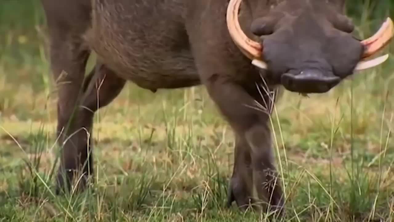 lions vs warthog part 1