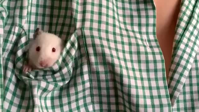 Small cute mouse baby. Enjoy pocket