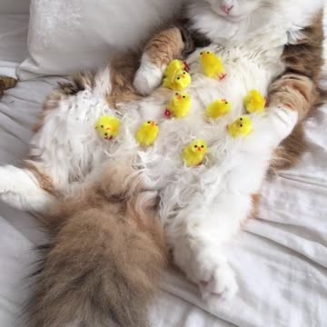 Gato conoce a sus "nuevos mejores amigos"